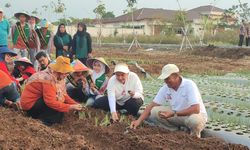 Gandeng BRIN, Mbak Ita Tanam Bawang Merah Lokananta dengan Potensi Panen 20 Ton Per Ha