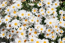 10 Jenis Bunga Berwarna Putih yang Cantik dan Populer, Apa Saja?
