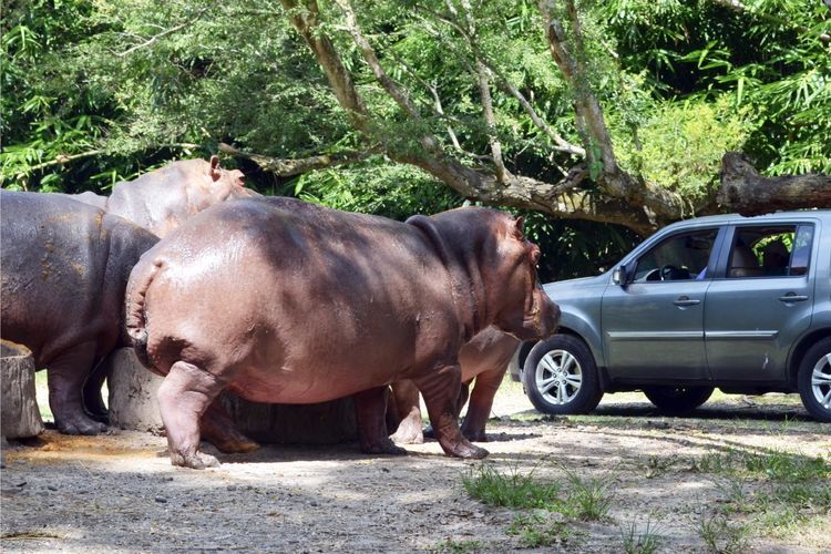 Tempat wisata bernama Auto Safari Chapin di Guatemala.