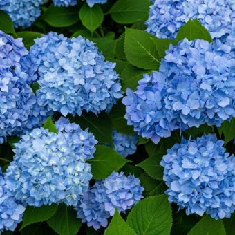 Ilustrasi bunga hydrangea berwarna biru