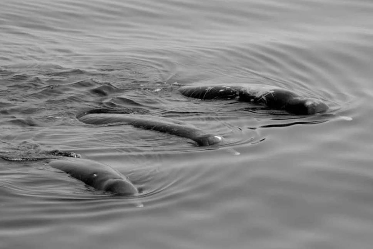 Black beaked whale