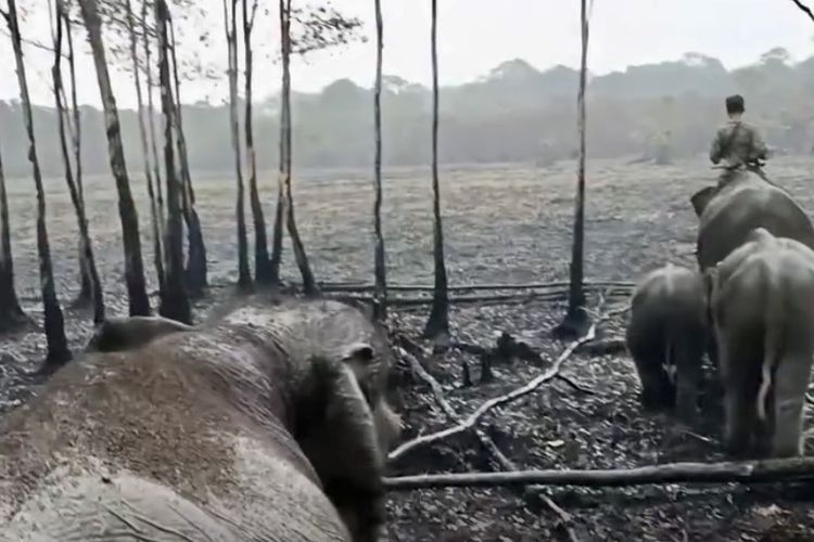 Viral Video Kawanan Gajah Susuri Sisa Karhutla di Way Kambas Lampung