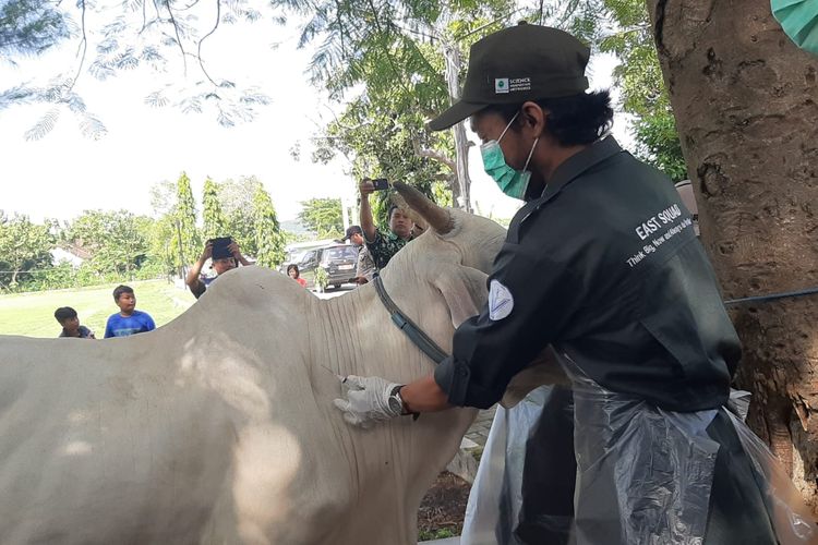 Petugas menyuntikkan vaksin PMK ke sapi di daerah Sluke, Kabupaten Rembang, Jawa Tengah, Selasa (28/6/2022)