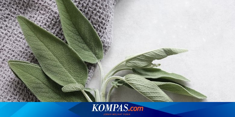 Manfaat Daun Sage, Menyehatkan Fisik juga Mental
