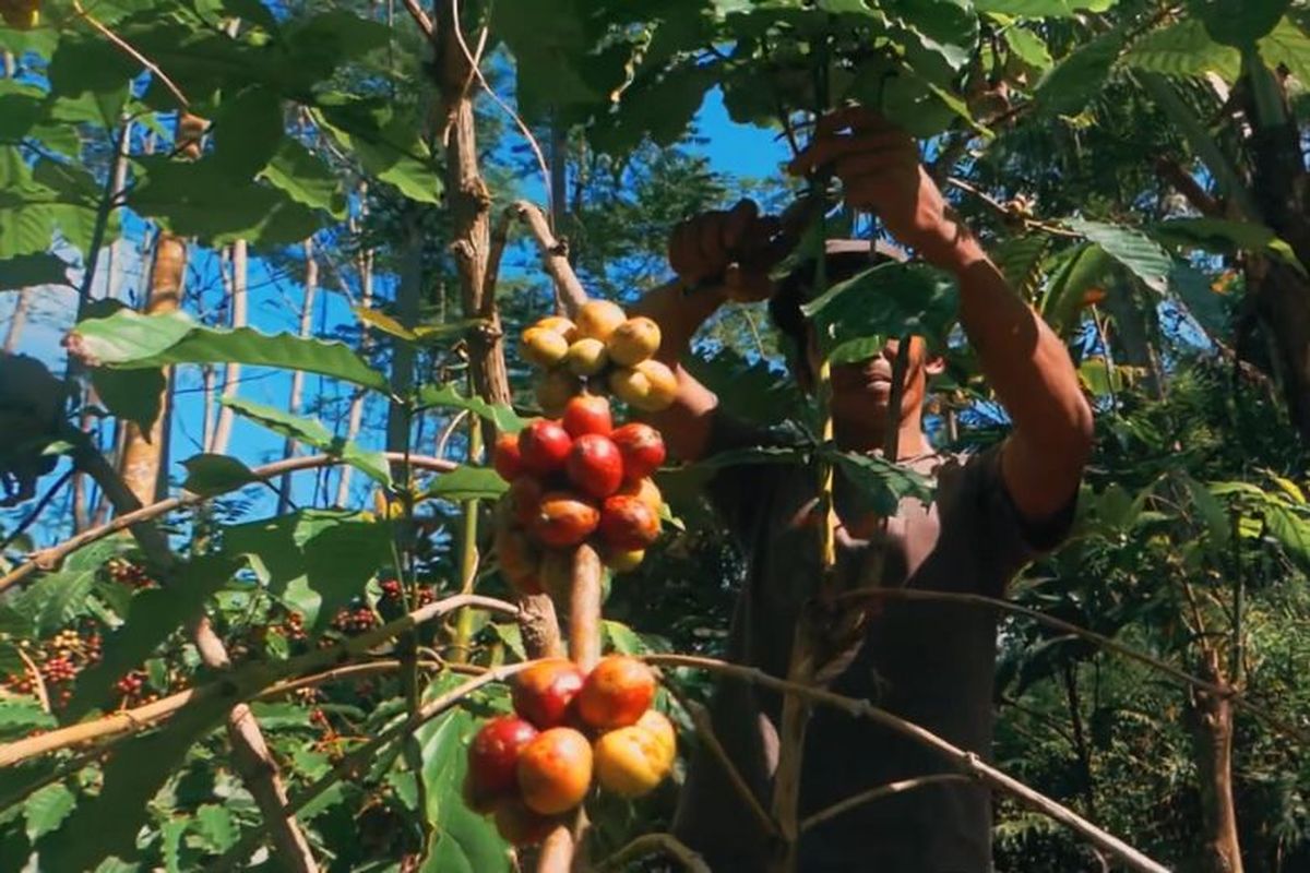 Petani Kopi Potorono. 