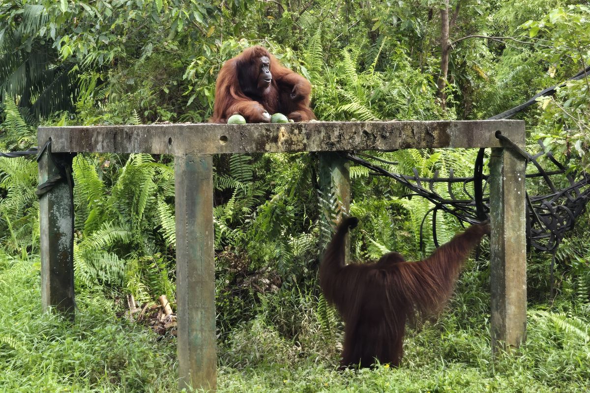 Dua individu orangutan bernama Isti dan Fanny tengah direhabilitasi di Kawasan Lindung IKN Samboja Lestari