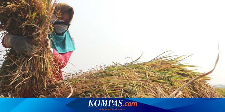 Perubahan Iklim Picu Kenaikan Suhu Ini Dampak Pada Tanaman Pertanian Halaman All Kompas Com