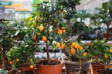 Dirut Pertamina: Keterbukaan Informasi Tonggak Bangun Kepercayaan Publik