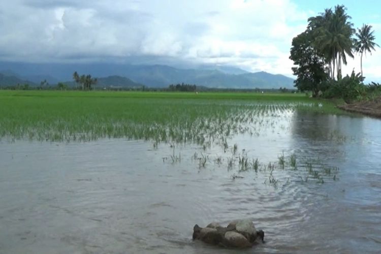 Saluran Irigasi Meluap Hingga Jebol Diguyur Hujan, Ratusan Hektar Sawah Terendam Banjir