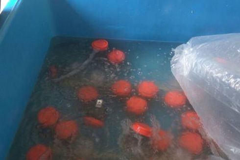 Polisi Tangkap 3 Penjual Benih Lobster Ilegal
