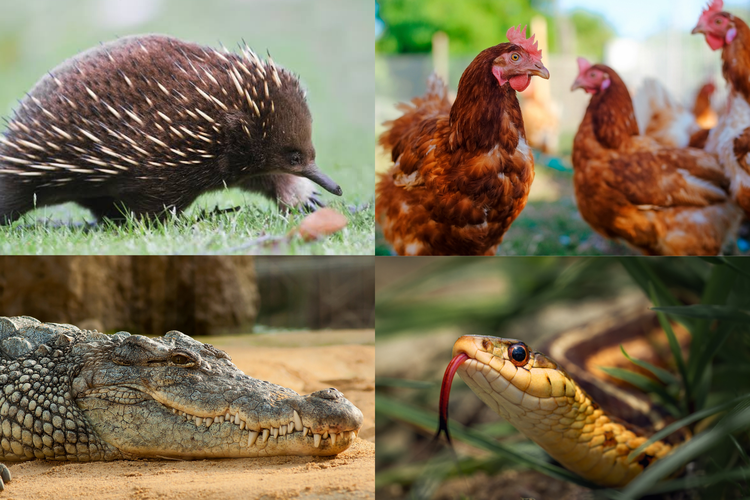 Echidna, ayam, buaya, dan ular adalah contoh dari amniota
