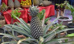 Ingin Untung Berlipat Saat Ikut Event Bazar? Simak Tips dan Triknya