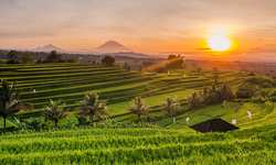 Menanam Benih Langit di Bumi: Spirit Ketahanan Pangan Nusantara 