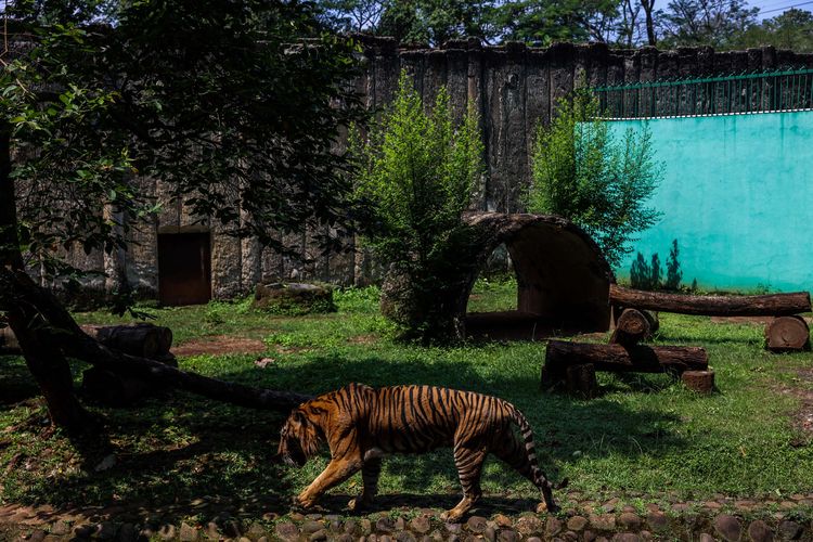 Harimau Sumatra terlihat di Taman Margasatwa Ragunan (TMR), Jakarta Selatan, Senin (2/8/2021). Pelacakan sumber penularan Covid-19 dilakukan terhadap keeper atau penjaga harimau dan beberapa kurator, yang menangani dua spesies Panthera Tigris Sumatrae atau Harimau Sumatra.