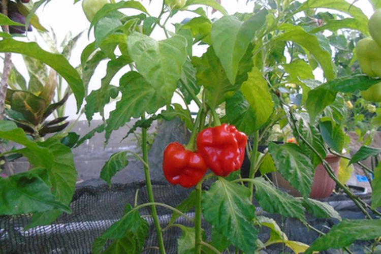 Tanaman Cabai Katokkon