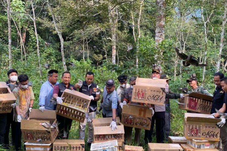 977 Burung Sitaan dari Bus DAMRI di Bakauheni Dikembalikan ke Habitat Gunung Rajabasa