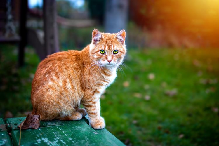 Fakta Mengejutkan: Kucing Oranye Ternyata Hasil Mutasi Genetik!