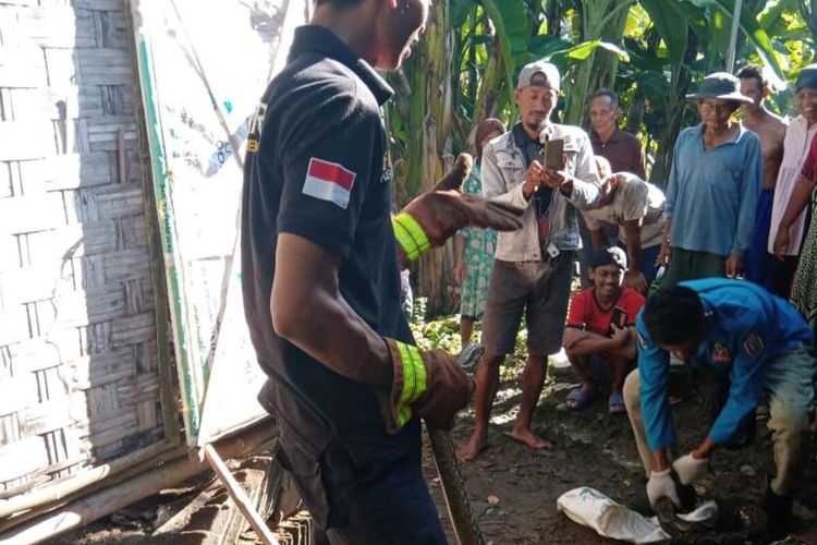 Petugas mengevakuasi ular phiton dari rumah warga di Tuban