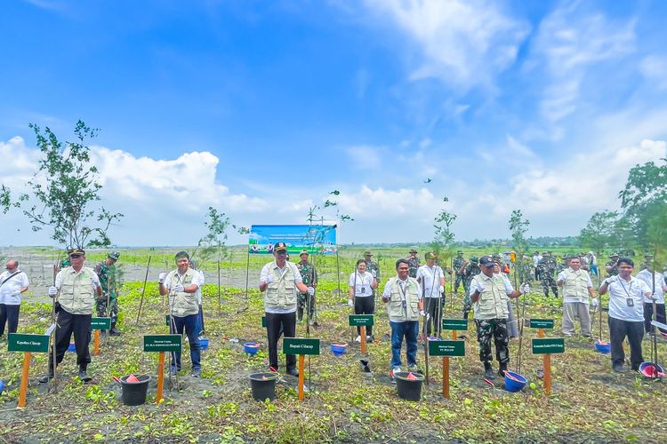 Sinergi PLN EPI dan PLN IP dalaam program Penanaman Perdana 5.000 Pohon Cemara Laut dan Kajian Sosial Kawasan Pencanangan Program Pemberdayaan Ekowisata Mangrove di Desa Bunton, Cilacap, pada Kamis, 7 Maret 2024 lalu.