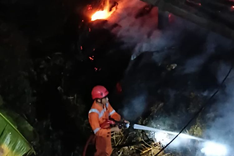 Dua Kebakaran Lahan dan Kandang, 2 Sapi dan 37 Kambing Tewas Terpanggang