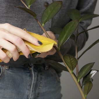 Ilustrasi membersihkan daun tanaman dengan kulit pisang. Kulit pisang memberikan nutrisi yang dibutuhkan oleh tanaman. 