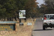 Pemandu Wisata di Zimbabwe Tewas Diterkam Singa