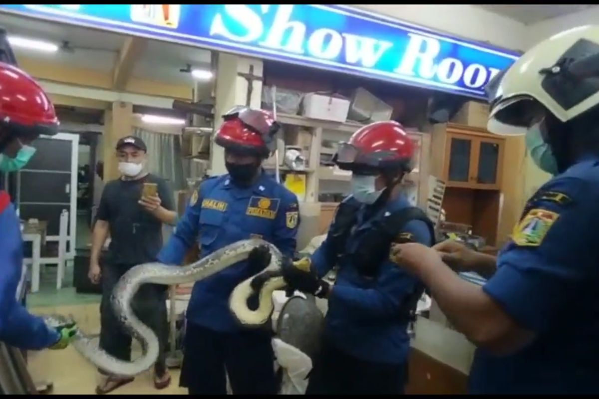 Tangkapan layar rekaman evakuasi ular sanca 3 meter di Palmeriam, Jakarta Timur, Selasa (14/9/20201) (Damkar Jakarta Timur) 