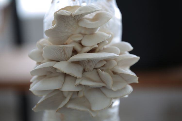 Ilustrasi jamur tiram, budidaya jamur tiram. 