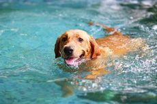 Tidak Semua Anjing Bisa Berenang