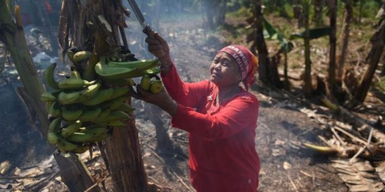 Berkebun merupakan mata pencaharian sebagian besar penduduk di wilayah ibu kota baru. 