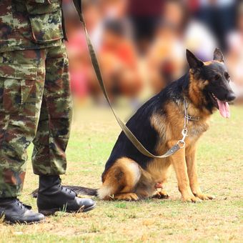 Ilustrasi anjing militer German shepherd.