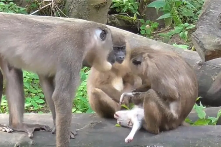 Induk monyet drill membawa bayinya yang sudah mati dan kemudian memakannya. Perilaku kanibalisme langka yang ditemukan pada primata.