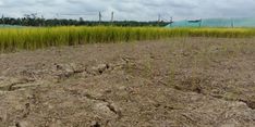 Usai Gagal Tanam dan Panen, Petani di Belu Diminta Kementan Gunakan Asuransi 