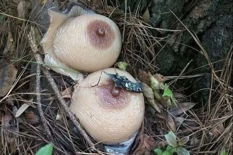 Geastrum saccatum jamur unik yang dijuluki si bintang Bumi