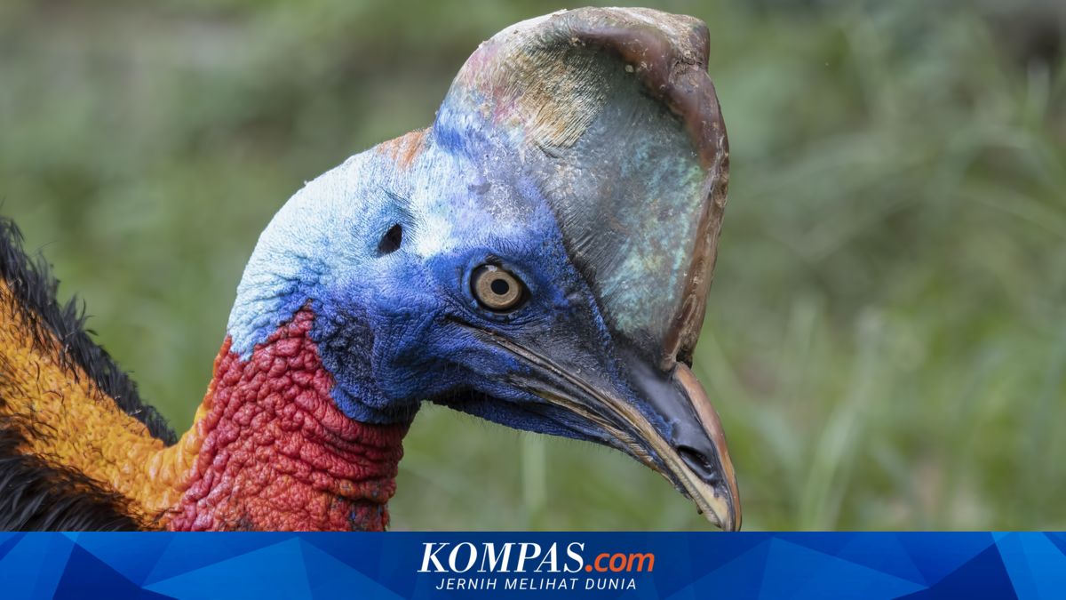 Heboh Burung Kasuari Muncul di Sleman Yogyakarta, Diserahkan ke BKSDA
