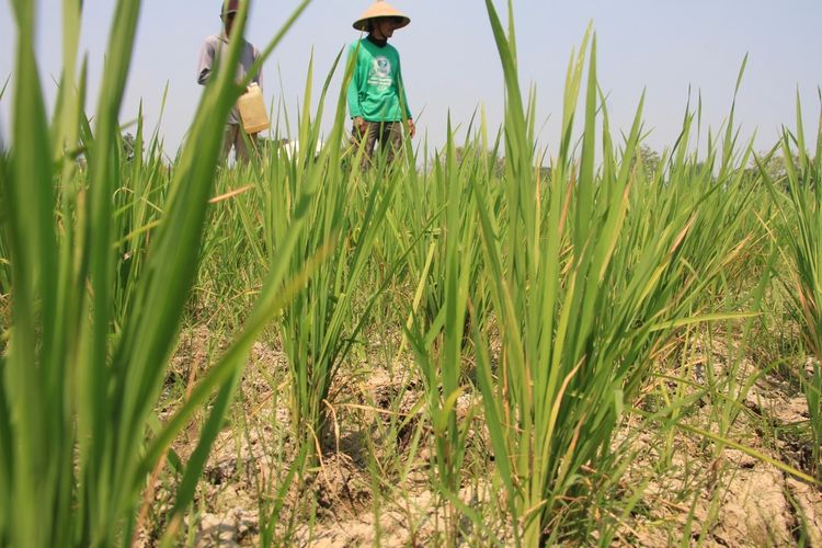Kondisi lahan tanaman padi di Desa Bugasur Kedaleman, Kecamatan Gudo, Kabupaten Jombang, Jawa Timur, Minggu (8/10/2023).