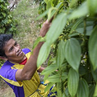 Foto dirilis Rabu (4/12/2019), memperlihatkan Daniel (37) beraktivitas di ladang miliknya yang berada di Dusun Sungai Langer, Desa Mengkiang, Kecamatan Bonti, Sanggau, Kalimantan Barat. Sebagian petani dan peternak di Kabupaten Sanggau, Kalimantan Barat, telah meninggalkan praktik membuka lahan dengan cara dibakar yang sebelumnya merupakan hal biasa karena sudah menjadi tradisi turun-temurun dari nenek moyang.