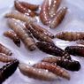 Kasus Langka, Larva Pemakan Daging Serang Manusia untuk Pertama Kali di AS