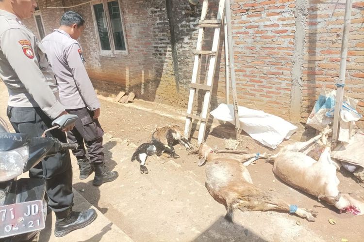 7 Kambing Warga Gunungkidul Mati Diserang Hewan Misterius di Ladang