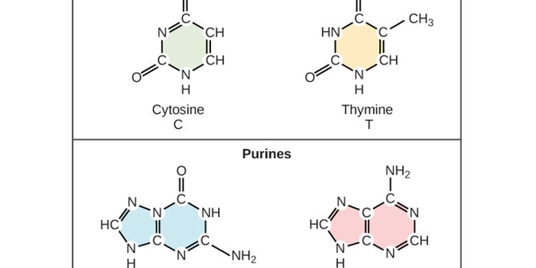 Why the Nitrogen Cycle is Important in Life - World Today News