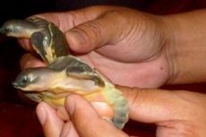 Banyak yang Mati, Ribuan Anak Kura-kura Sitaan Akan Segera Dilepas ke Habitat