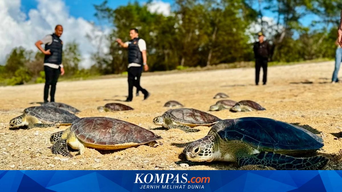 Berhasil Digagalkan dari Perdagangan Ilegal, Puluhan Penyu Hiijau Dilepasliarkan