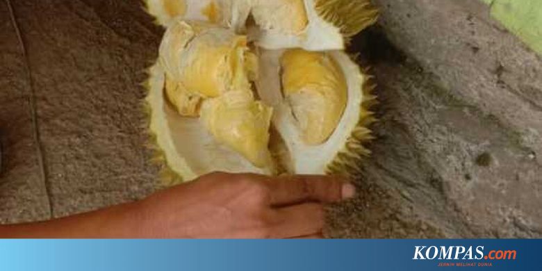 Nikmati Menyantap Durian Sambil Berwisata di Lembah Kolang