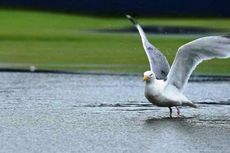 Serba-serbi Hewan: Burung Bantu Ikan Bermigrasi, Kok Bisa?