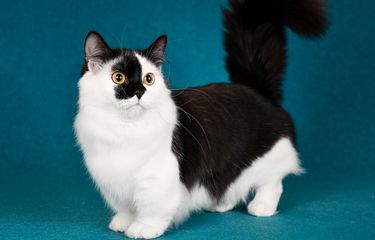 8 Ras Kucing Kecil yang Lucu dan Penyayang
