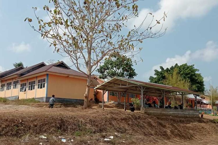 Kemarau Panjang di Maluku, Rumput Mengering Hingga Doa Bersama Bupati Minta Hujan