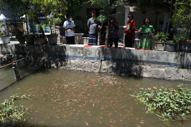 Warga yang tinggal di bantaran Sungai Sinoman, Kota Mojokerto Jawa Timur, menebarkan pakan ikan ke sungai, Jumat (13/11/2020). Sejak 6 bulan lalu, sungai tersebut dimanfaatkan untuk memelihara ikan sekaligus untuk menjaga agar sungai tidak menjadi tempat pembuangan sampah..