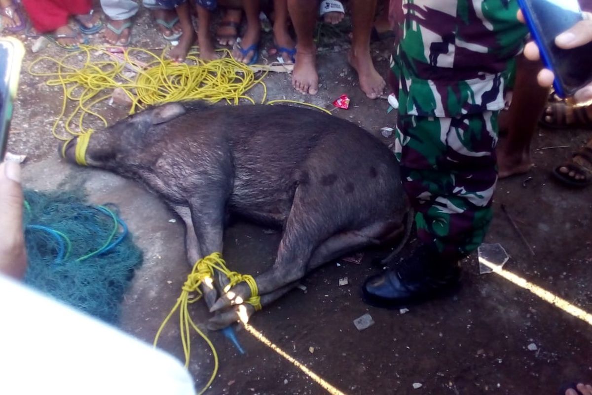 Babi hutan saat ditangkap warga dengan jaring ikan 