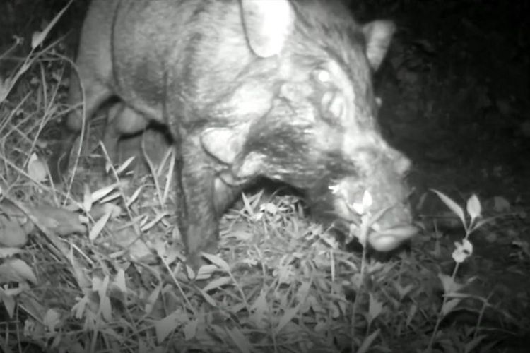 Babi Jawa Berkutil ini disebut sebagai babi terjelek di dunia