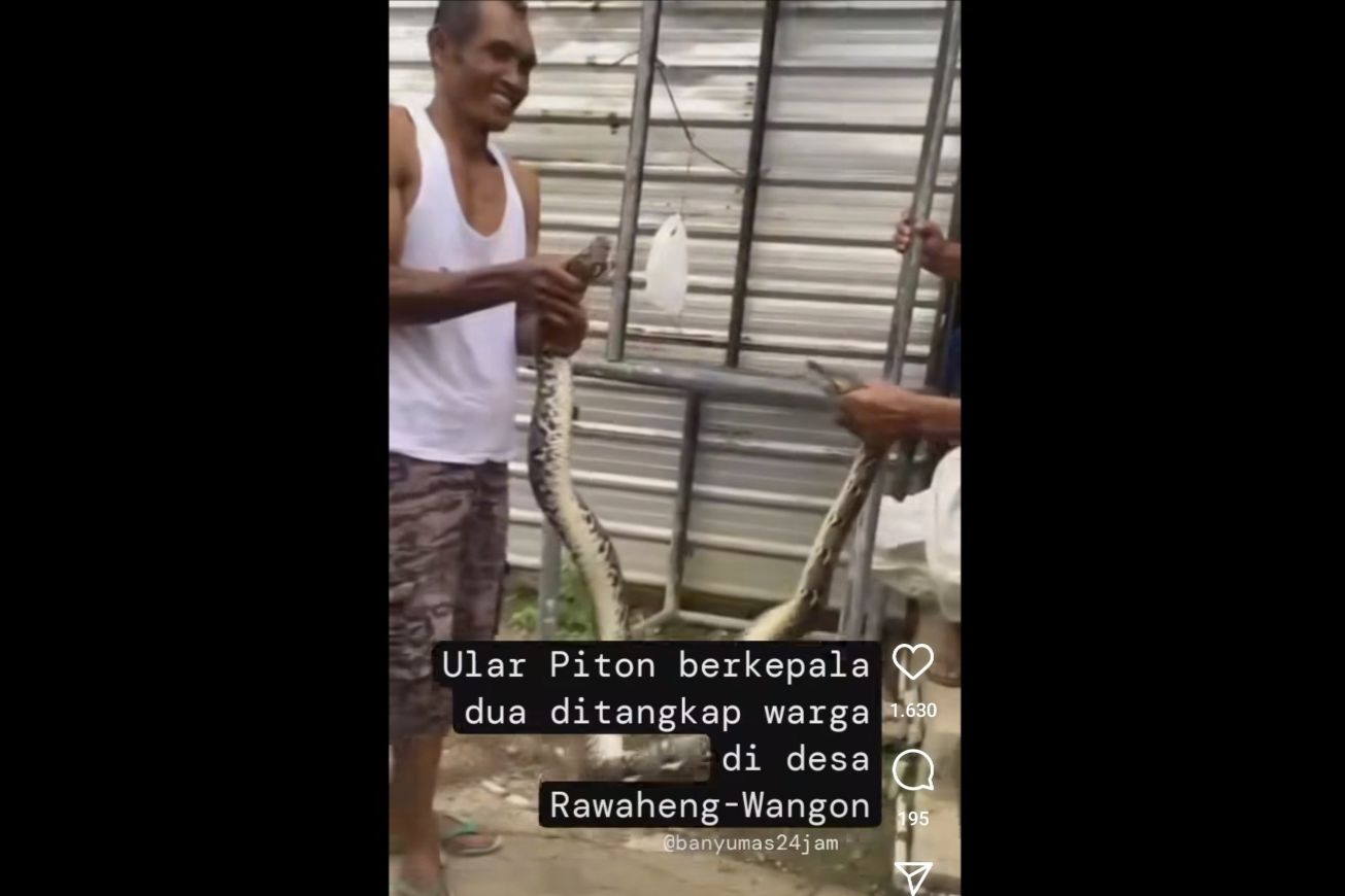 Geger Ular Piton Berkepala 2 di Banyumas, Ini Faktanya